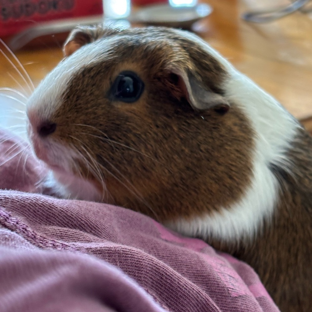 Meet your Posher, Melody